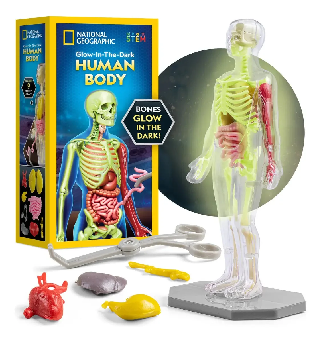 Modelo anatômico do corpo humano da National Geographic com