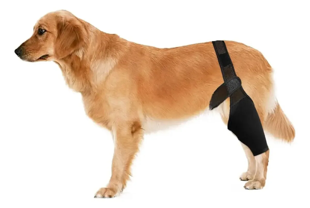 Joelheira ortopédica para cães tamanho M Lorvet Knee Support, osteoartrite, prevenção de lesões do ligamento crostado, uso diário e reabilitação