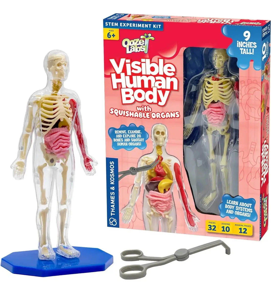 Modelo anatômico do corpo humano com órgãos trituráveis B4u