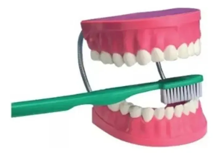 Dentadura de escova didática gigante