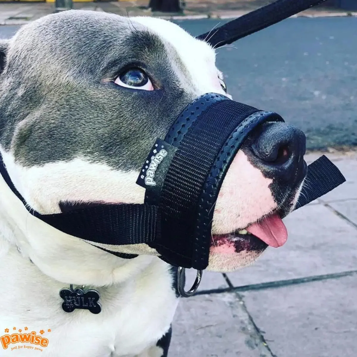 Focinheira Para Cachorro Pequeno Acolchoada Macia Tamanho 1