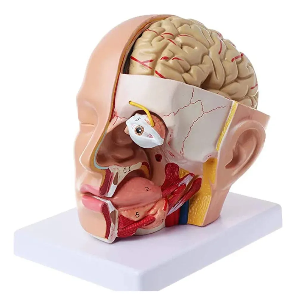 Modelo de Ensino de Anatomia, Aprendizagem e Aprendizagem Modelo da Artéria Cerebral, Anatomia Humana, Carapau, Artéria Cerral Cerrabral, Modelo Anatômico para Ensino, Para