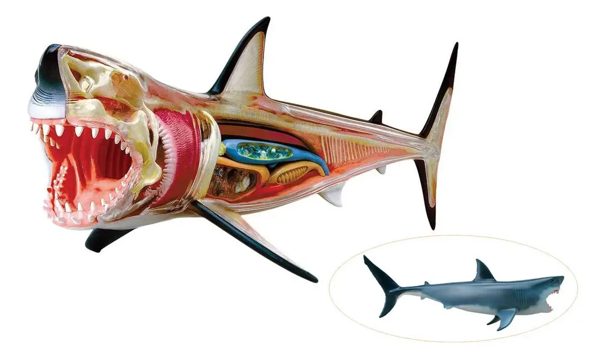 Modelo de Anatomia Educativo, Modelo de Anatomia do Tubarão - 20 órgãos destacáveis e partes do corpo Modelo de Anatomia Animal Biologia Modelo de Ensino Médico: Para um Grande Jogo de Montagem