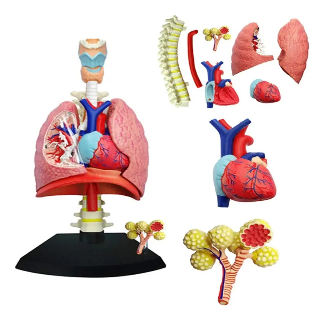 Rrgj Modelo de Anatomia para Ensino, Modelo de Órgão Humano. 1:3 Decompor o Modelo Anatômico de Órgãos Pulmonares Humanos em 21 Partes para Educação Médica e Pesquisa Científica