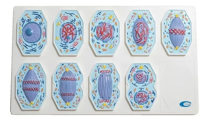 Conjunto De Mitose Ampliado Em 9 Partes