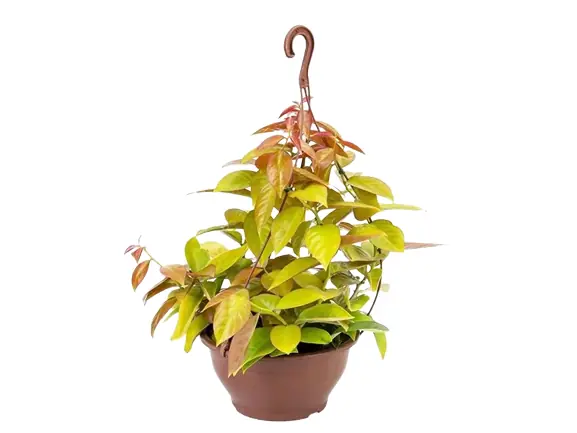 Planta Ora Pro Nobis Pt 14 Rosa/dour