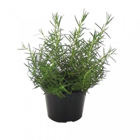 Arroz Hibari Grao Curto Tp1 5kg