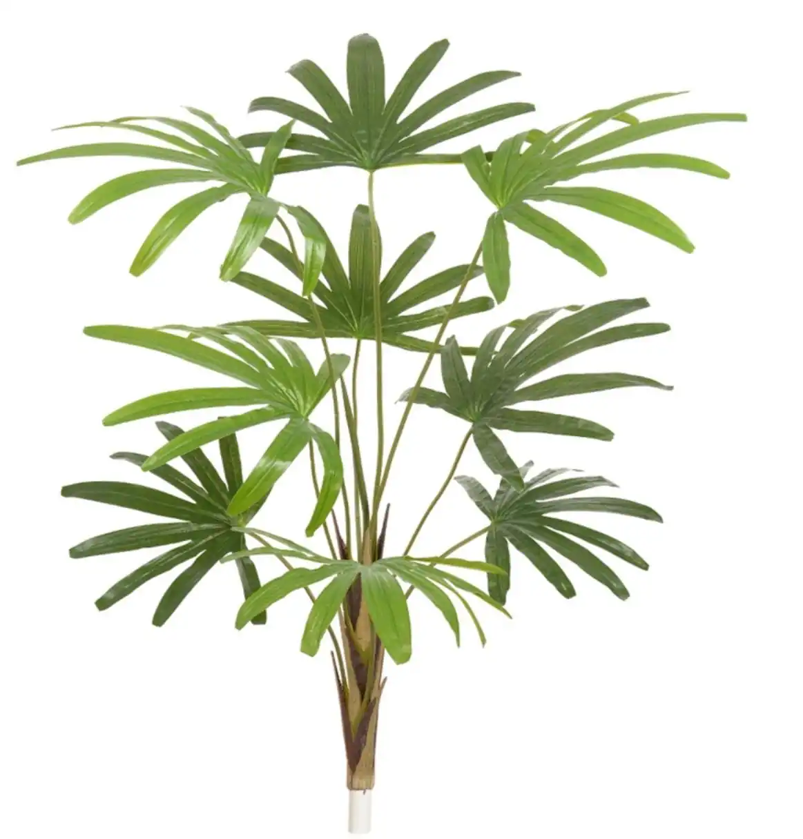 A Palmeira Raphis X9 1m 44987001 Fa