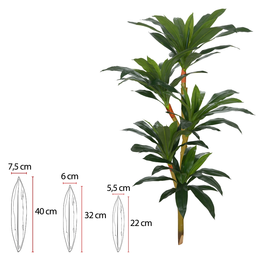 A Dracena X81 1.25m 31931 Fa