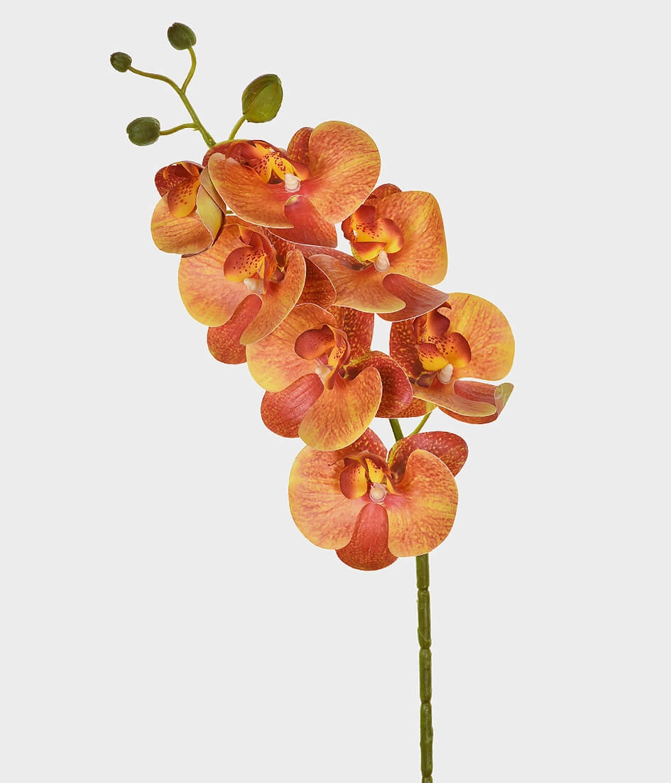 Ht Orquidea 3d X7 46403 005 Grillo