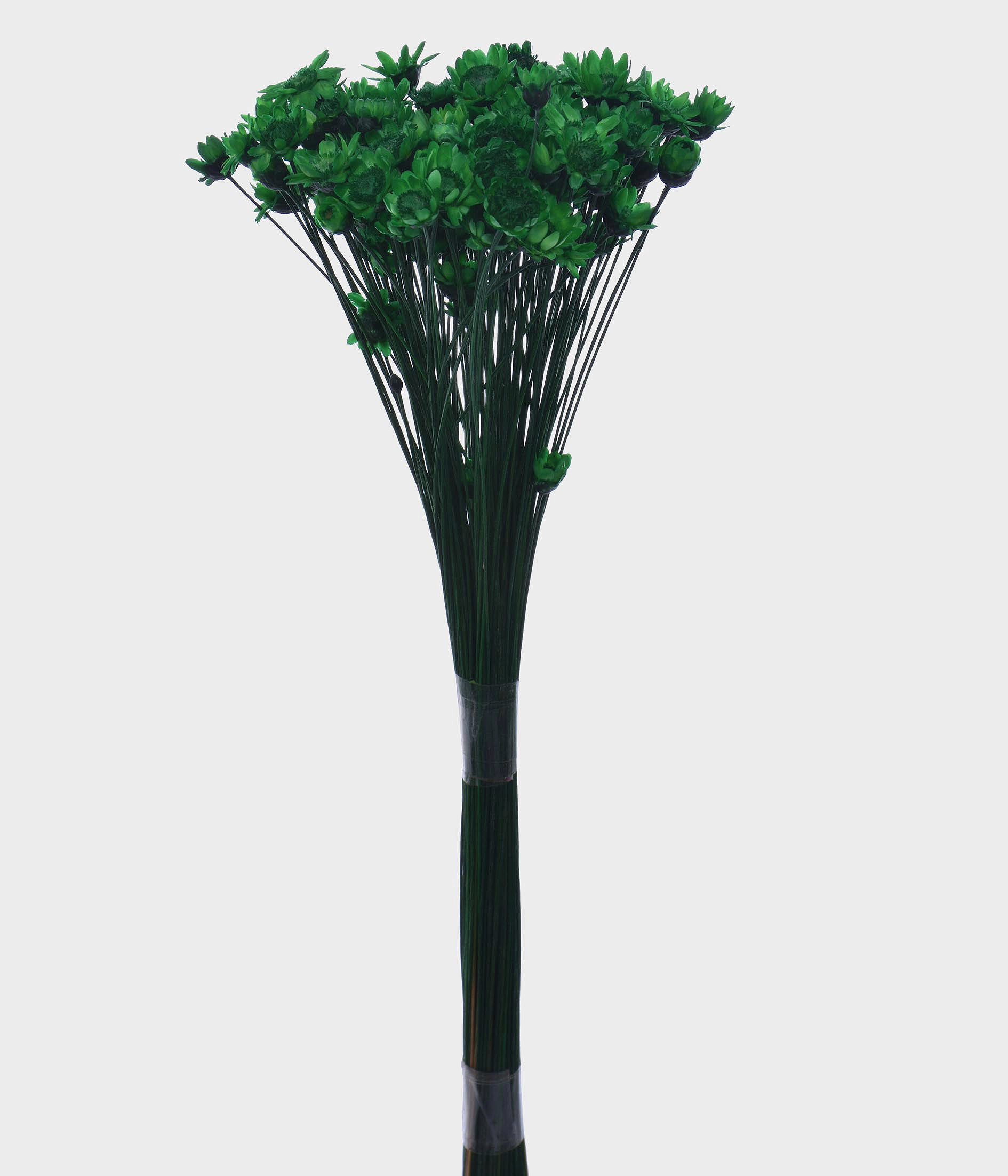 Sempre Viva Verde Grillo Cod 49227 004