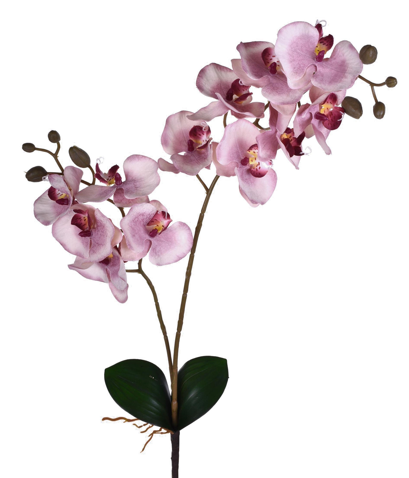 Ht Orquidea X2 Lavanda 50276031 Grillo