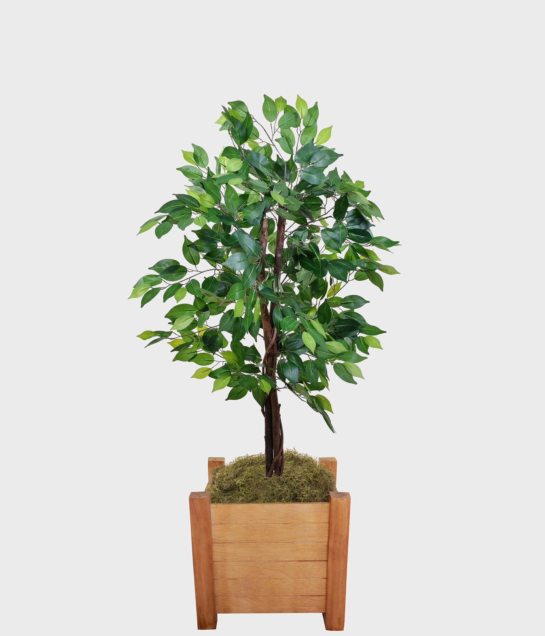 Pl Ficus X2 Verde 50.296 004 Grillo