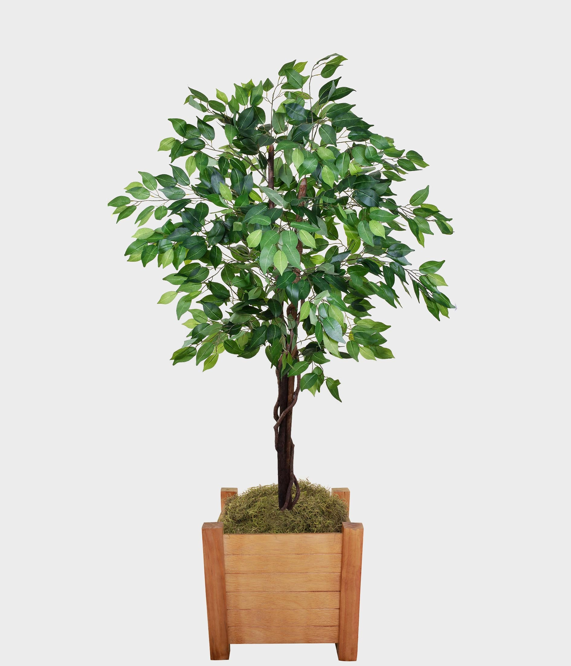Pl Ficus X2 Verde 50.295 004 Grillo