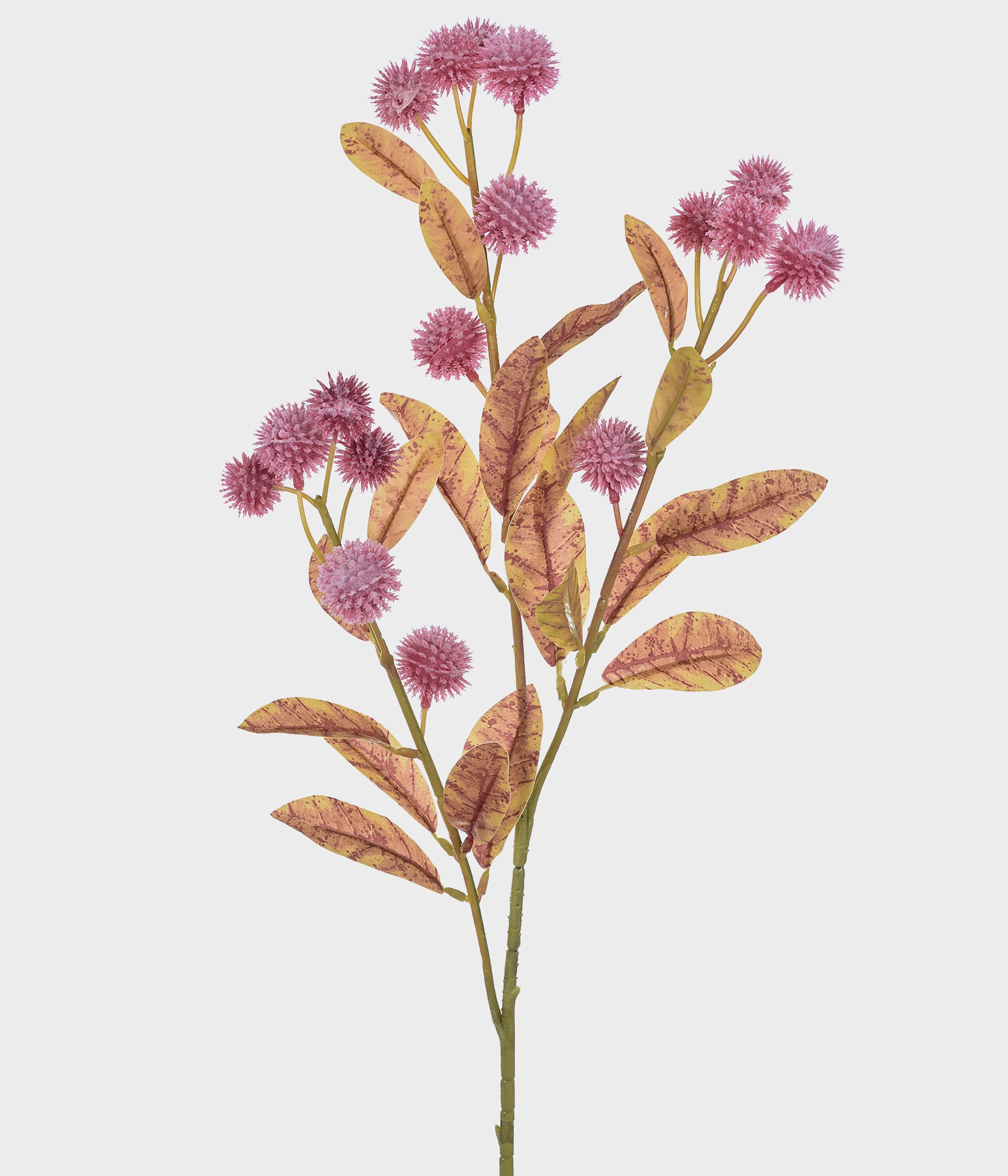 Haste Berries Campo Malva X3 50966 539 Grillo