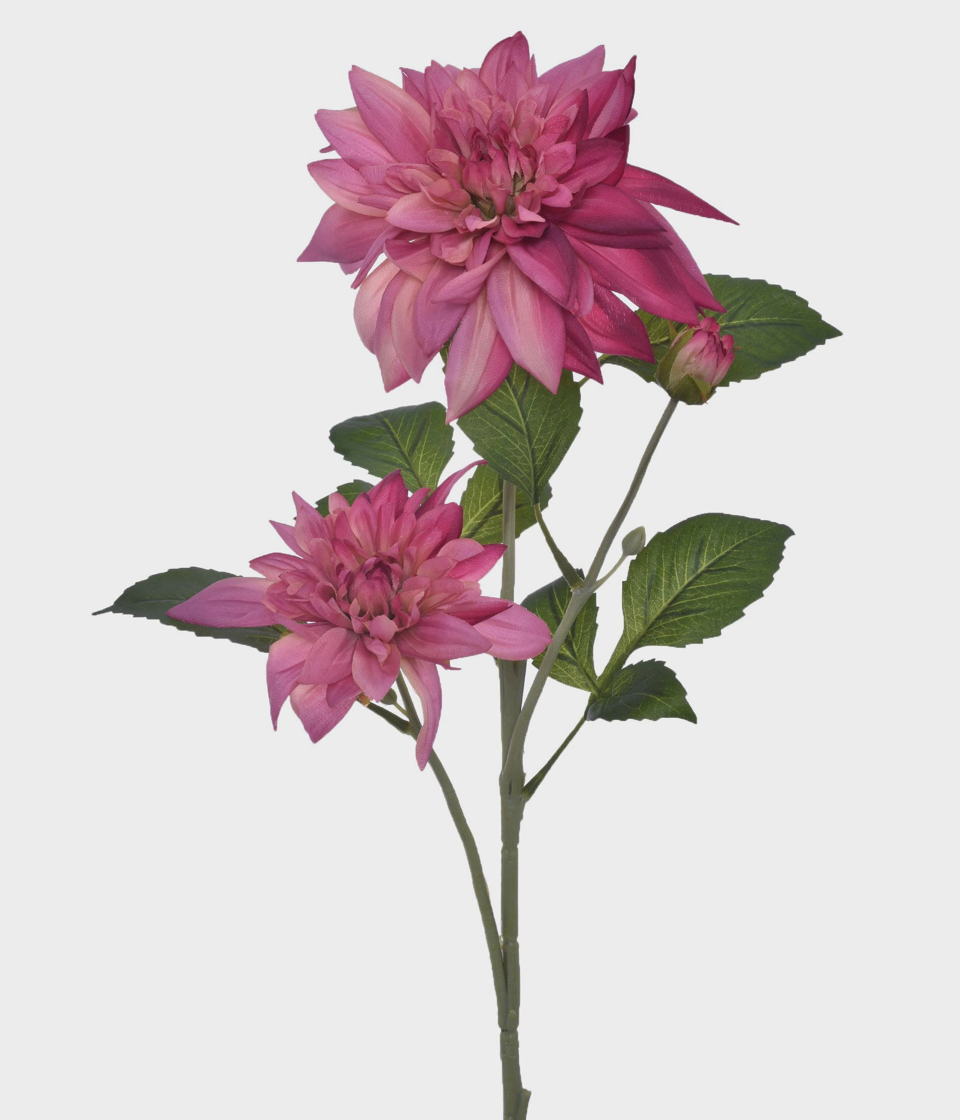 Ht Dalia Silvestre X3 51209 799 Grillo
