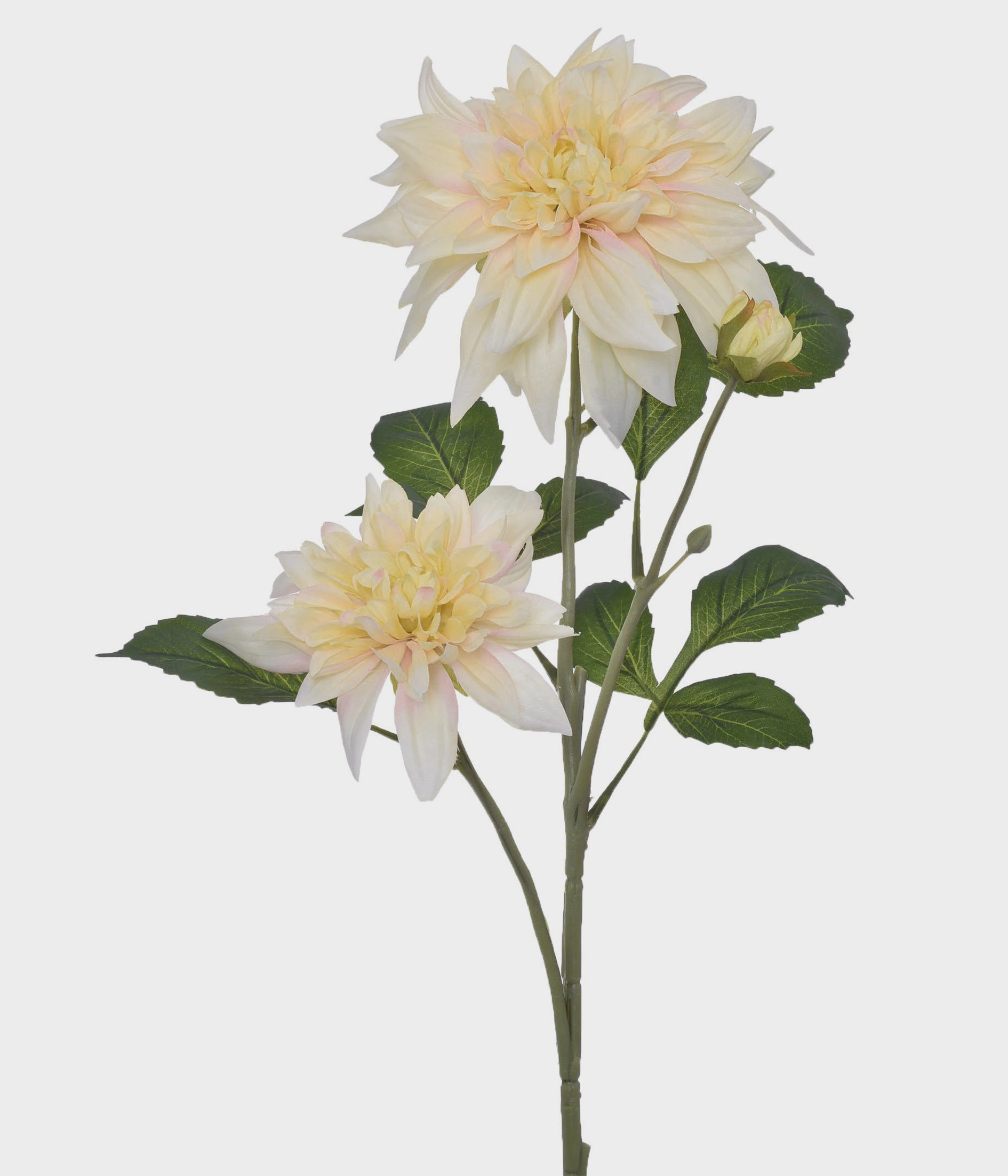 Ht Dalia Silvestre X3 51209 043 Grillo