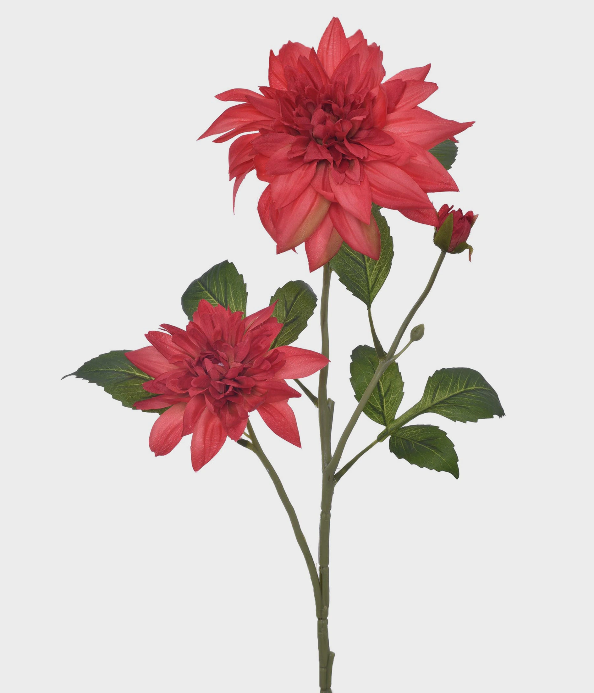 Ht Dalia Silvestre X3 51209 009 Grillo