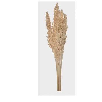 Ht Sorgo X4 51333 010 Grillo