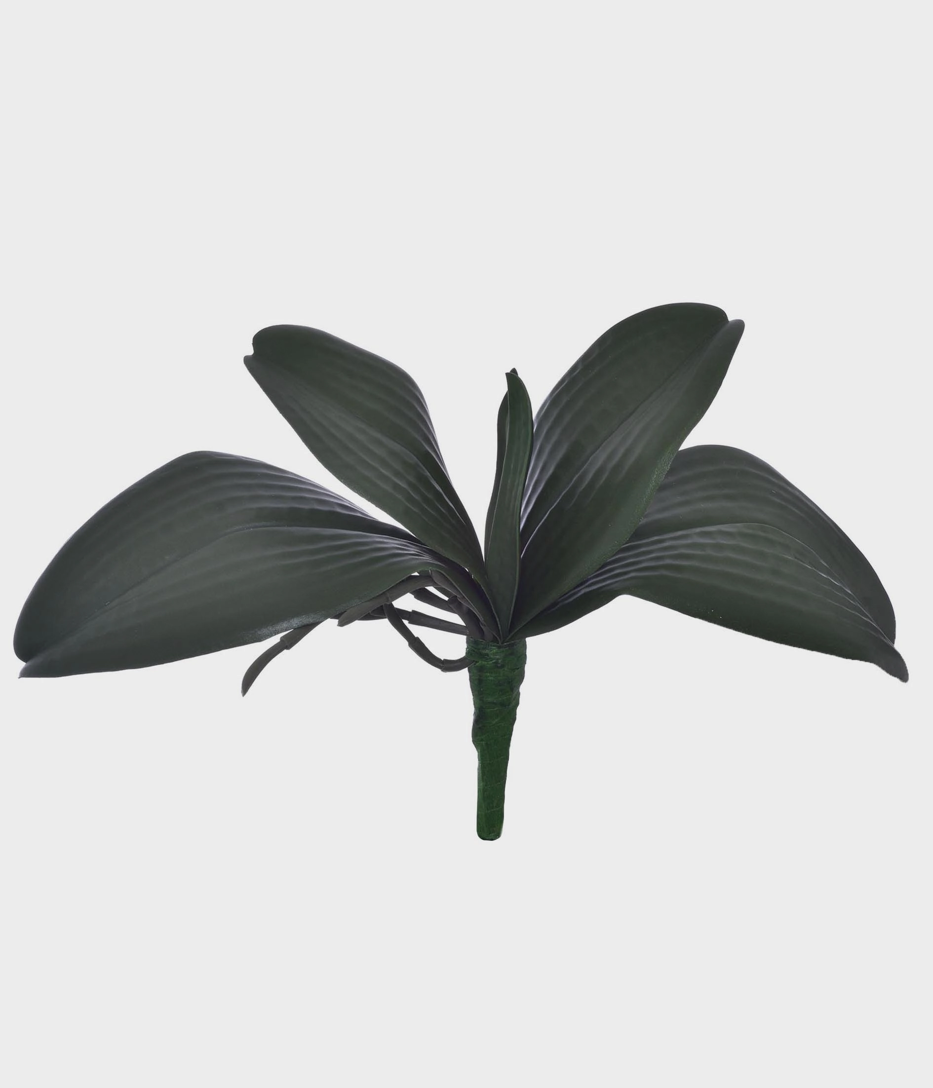 Folha De Orquidea X5 Em Pvc 51396 004 Grillo