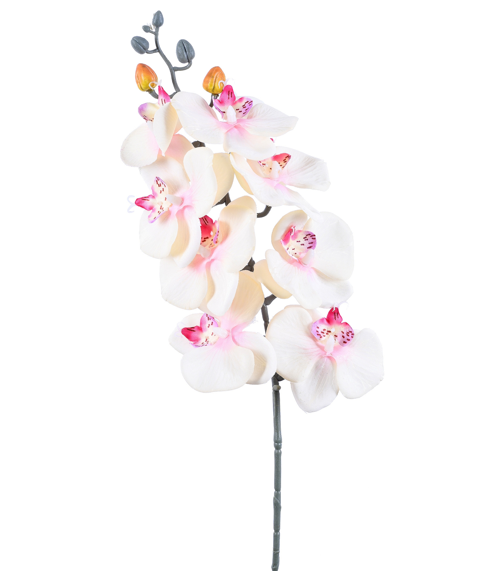 Haste Orquidea Phalaenopsis Creme X9 54552 010 Grillo