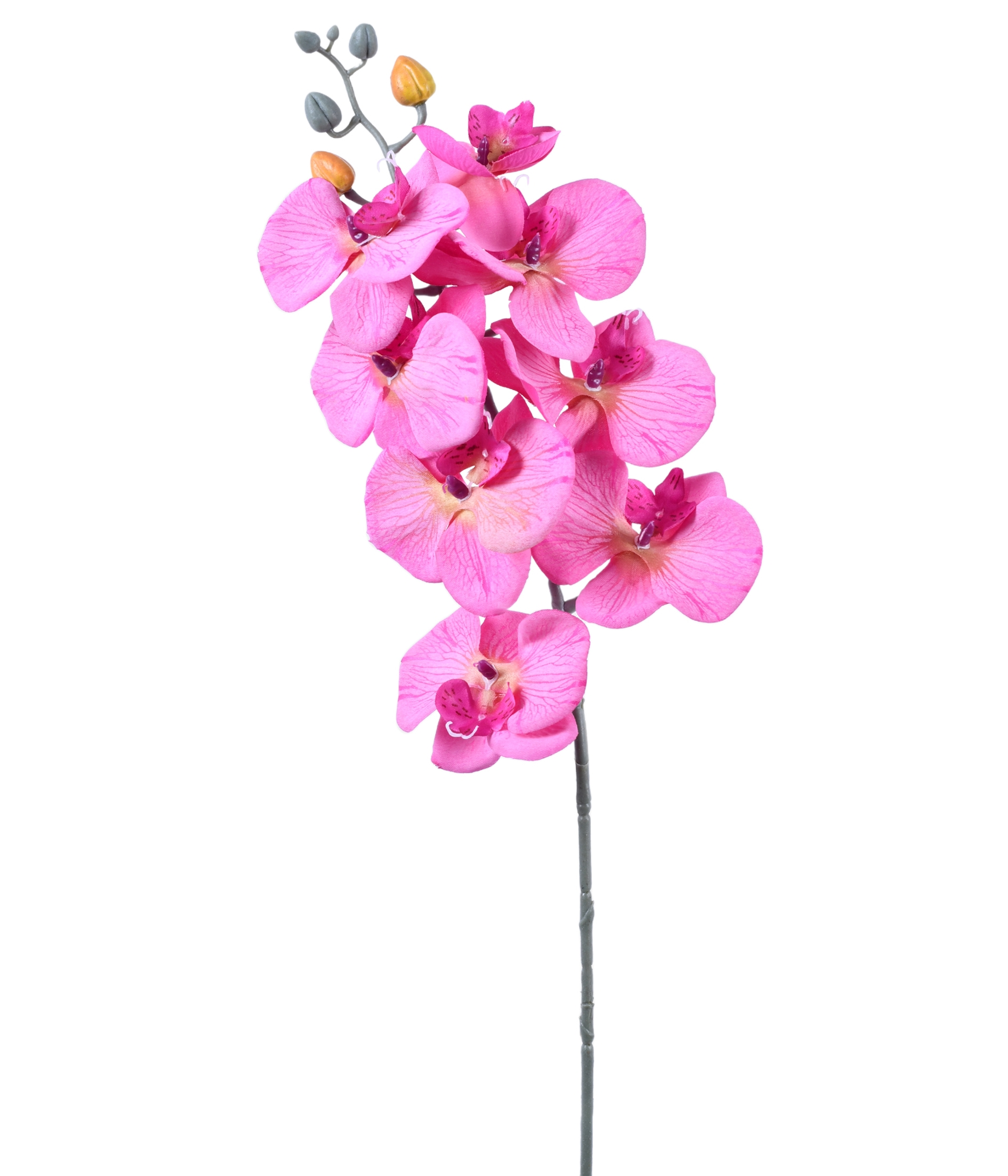 Ht Orquidea Phalaenopsis X9 Rosa Grillo 5
