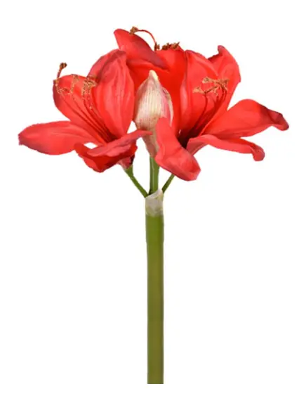 Haste Amarilis Burgundy Vermelho 54553 115 Grillo