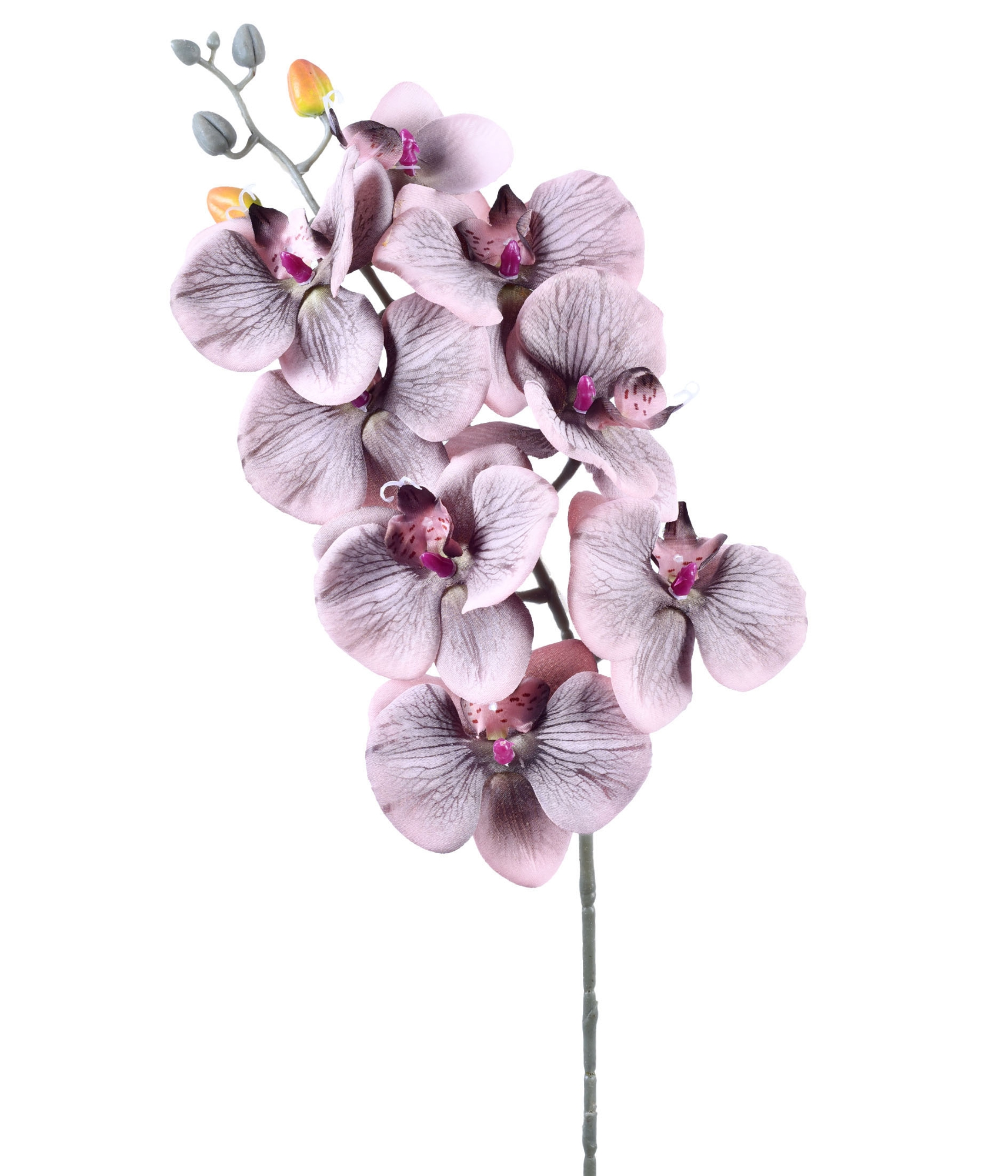 Haste Orquidea Phalaenopsis Nevoa X9 54552 785 Grillo
