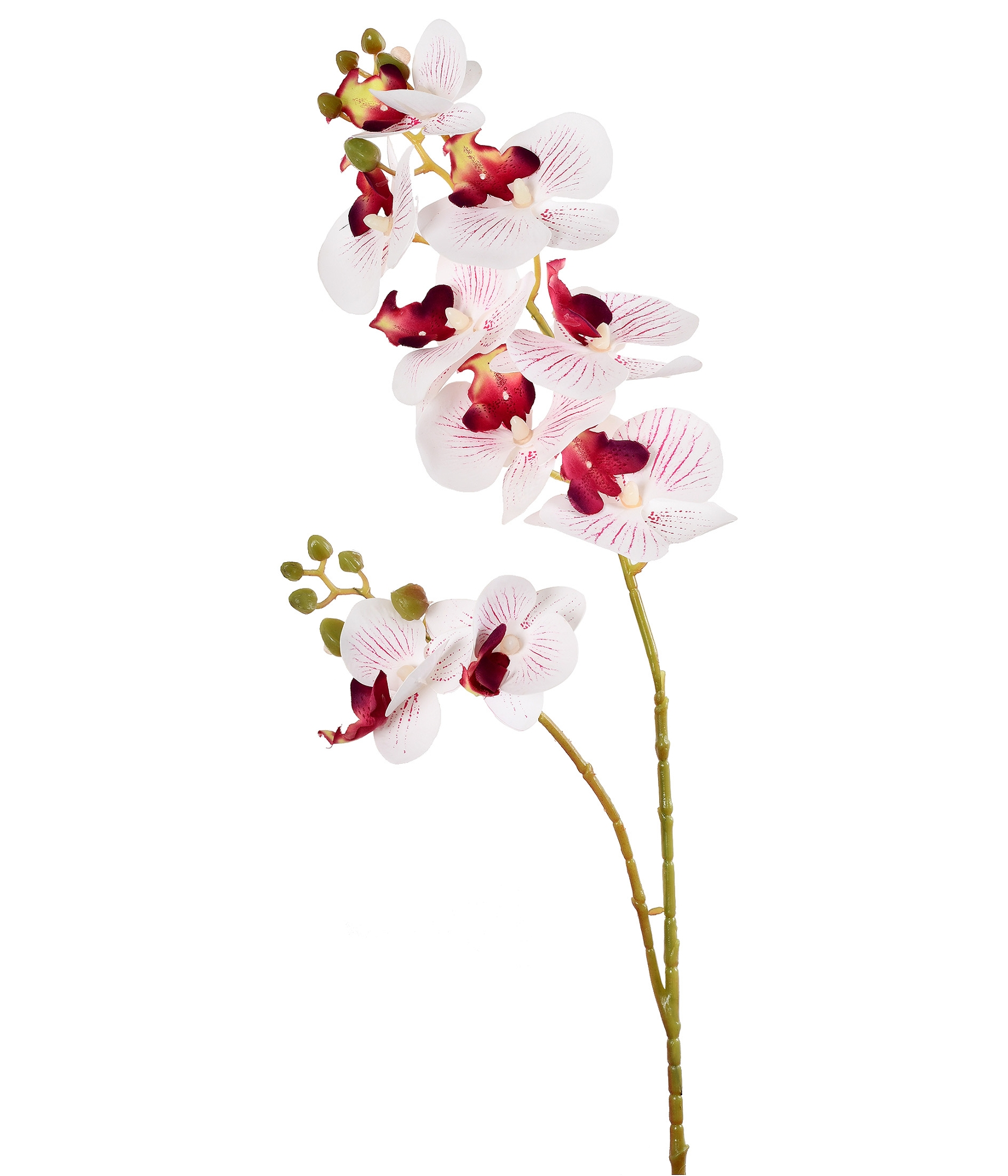 Ht Orquidea Phalaenopsis 3d Real Roque Branco Ref:54629 008