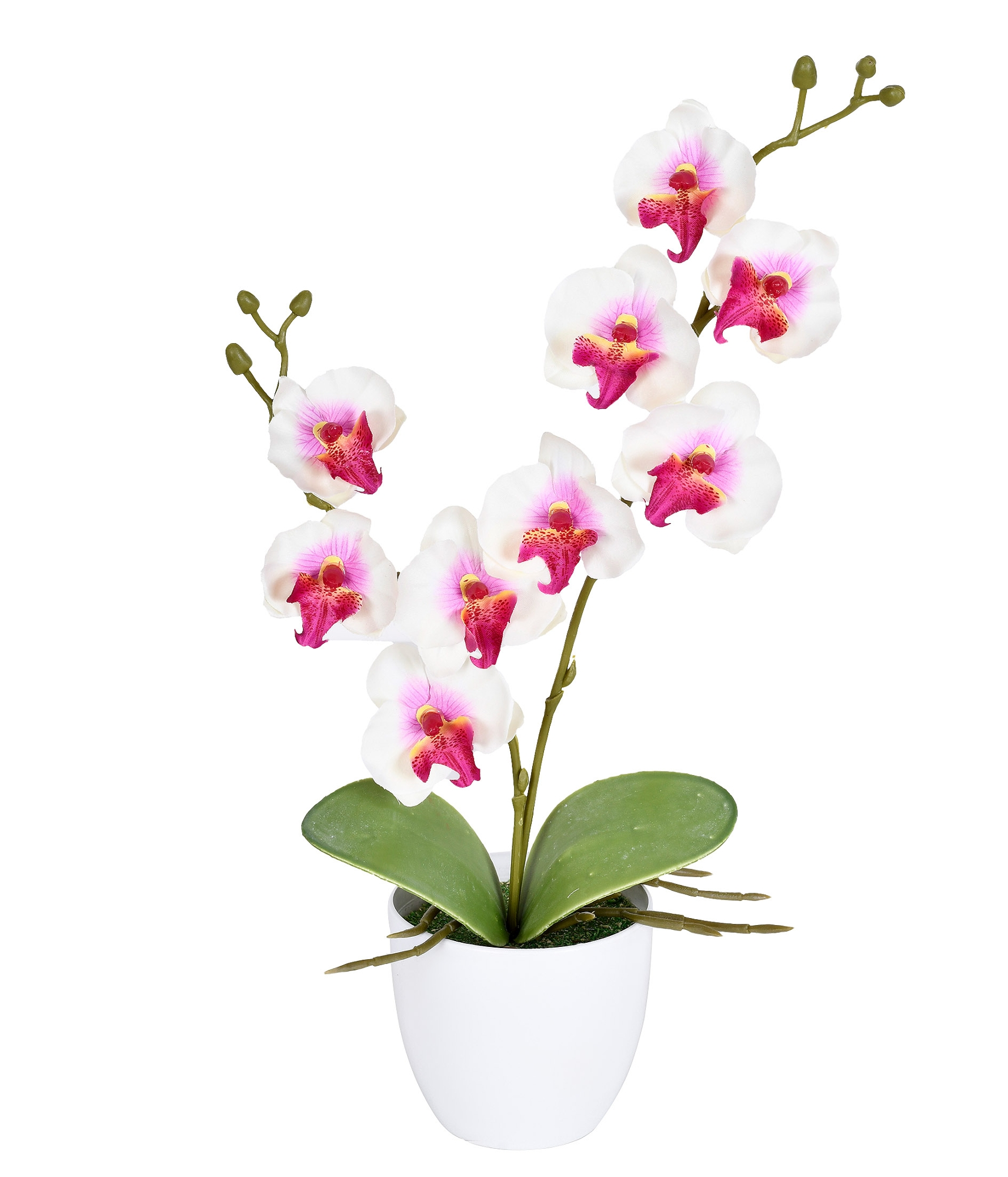Arranjo Orquidea X2 Creme Lavanda Grillo