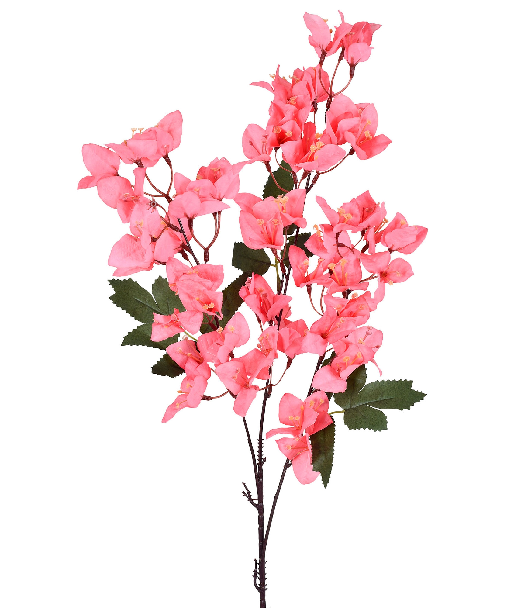 Haste Bougainville Rosa X3 58063 018 Grillo
