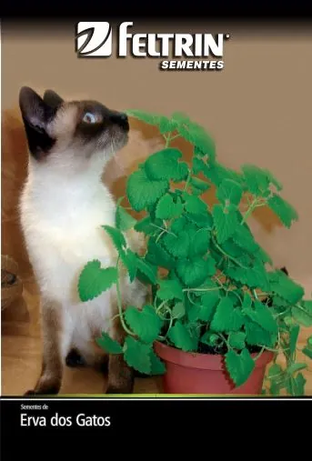 Semente Erva Dos Gatos Erva Dos G Temp
