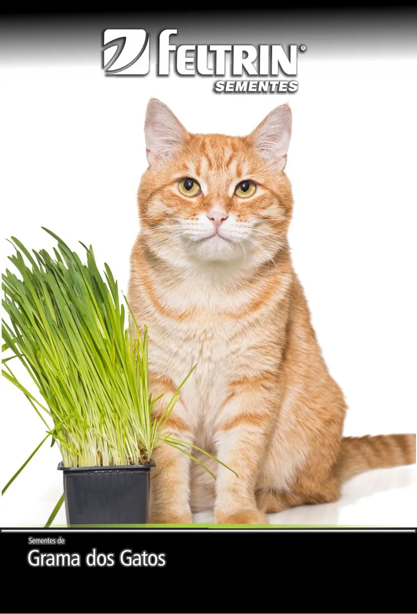 Sac Semente Grama Dos Gatos Feltrin