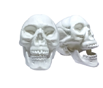 Cranio Brf Un Plastoy