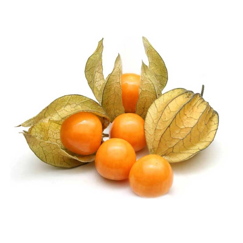 Physalis Bdj Un