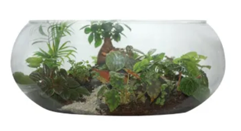 Terrario Mistral 797 11x17x22 Medio