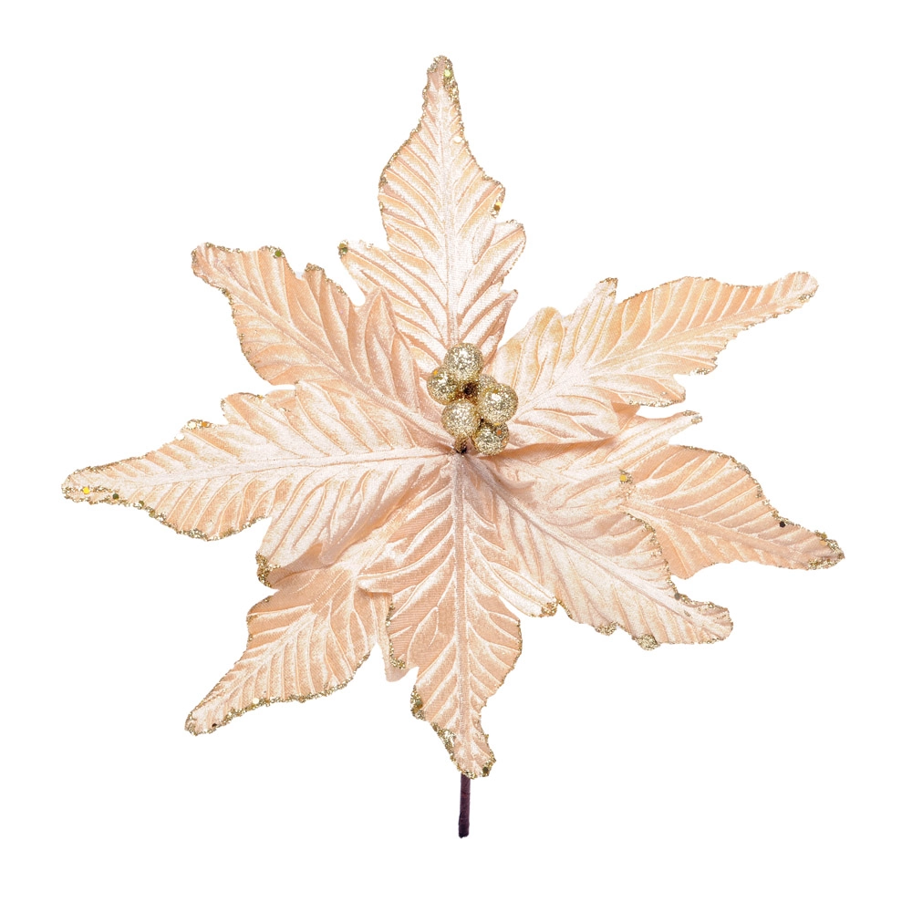 Poinsetia Cromus Our