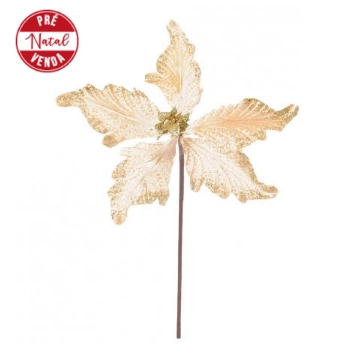 Poinsetia Cromus Our