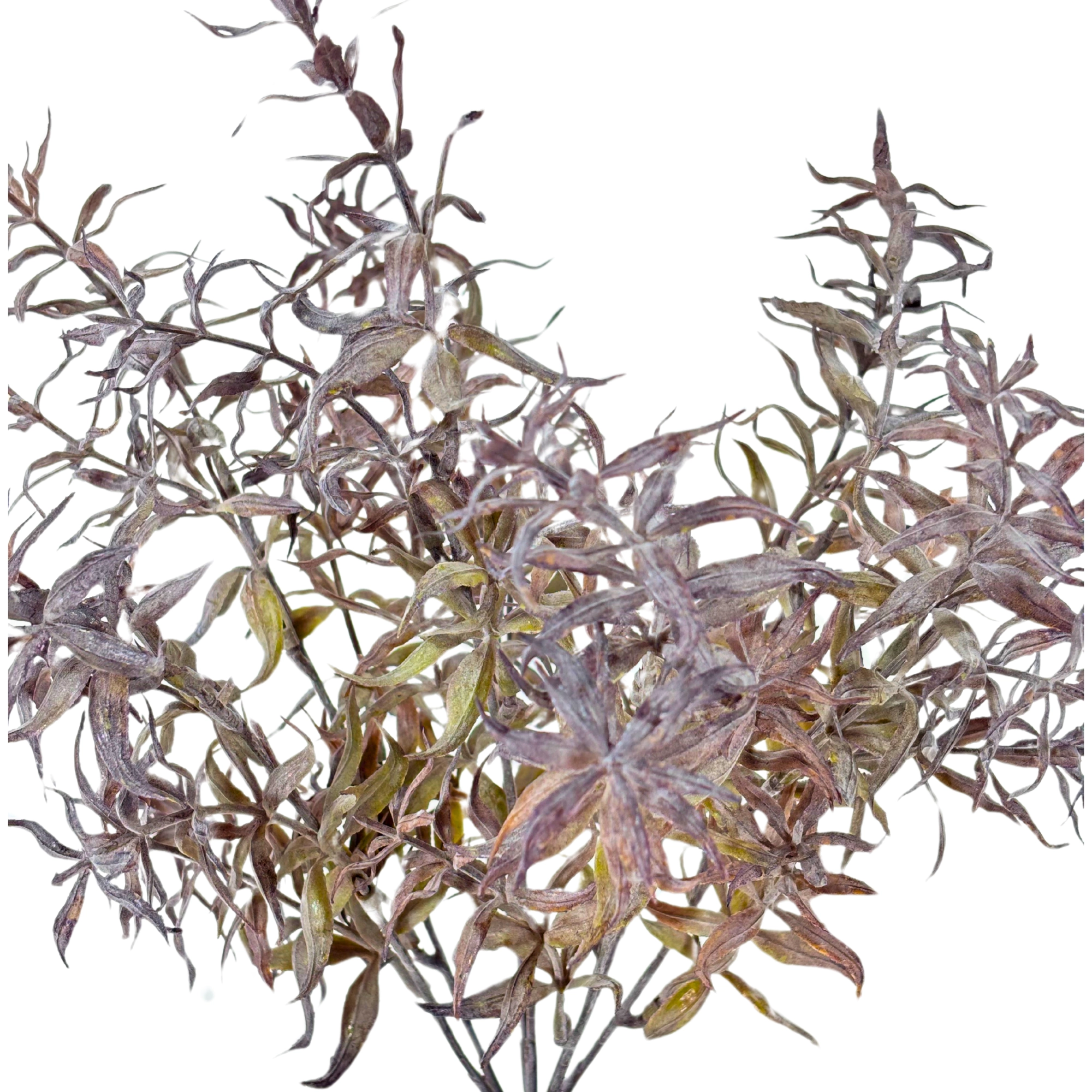 Buque Dinheirinho X7 Cafe 35cm 42414cf Bela Flor