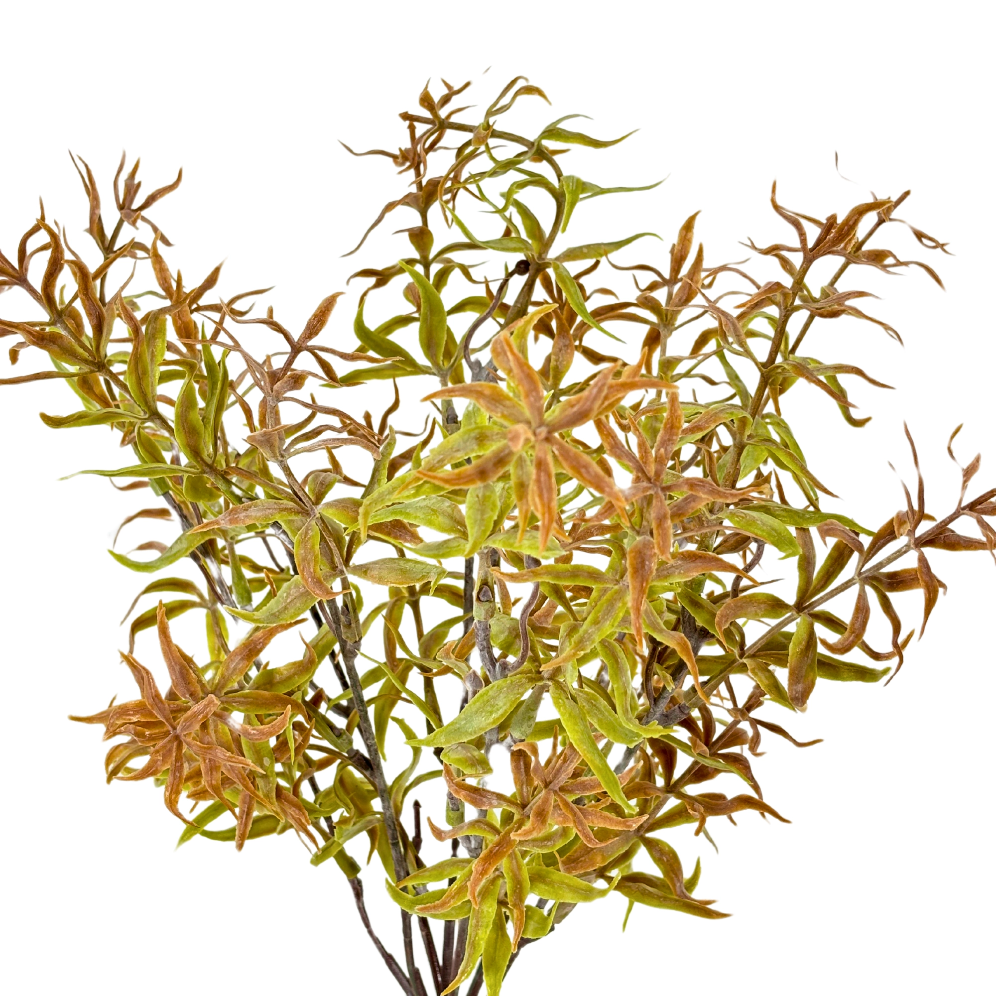 Buque Dinheirinho X7 Verde 35cm 42414vd Bela Flor