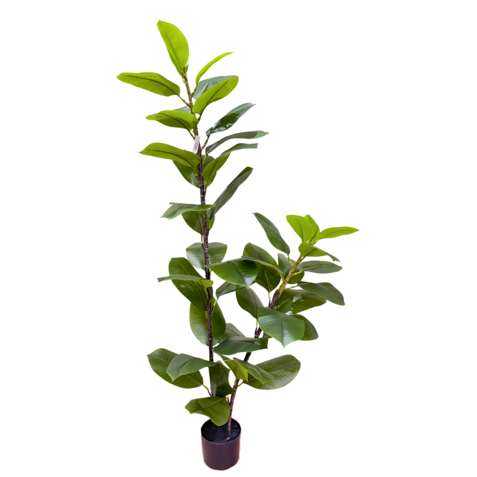 Arvore Ficus Elastica 150cm 41897 Bela Flor