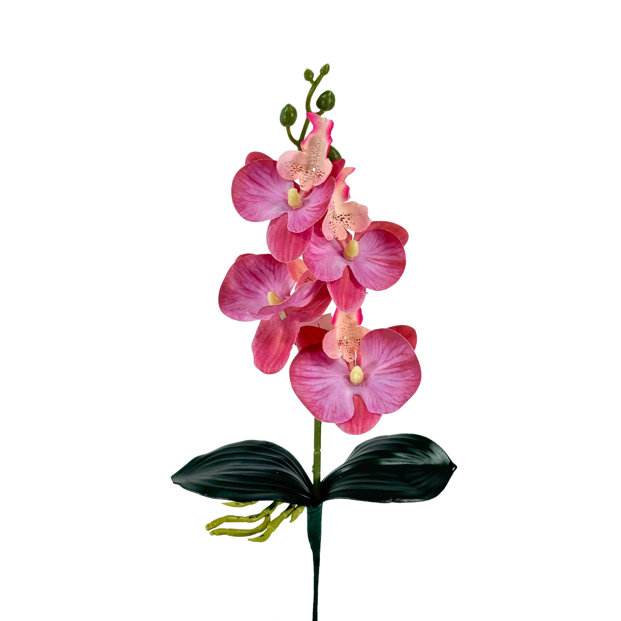 Haste Orquidea Phalaenopsis Raiz X4 39cm 41968pk Bela Flor