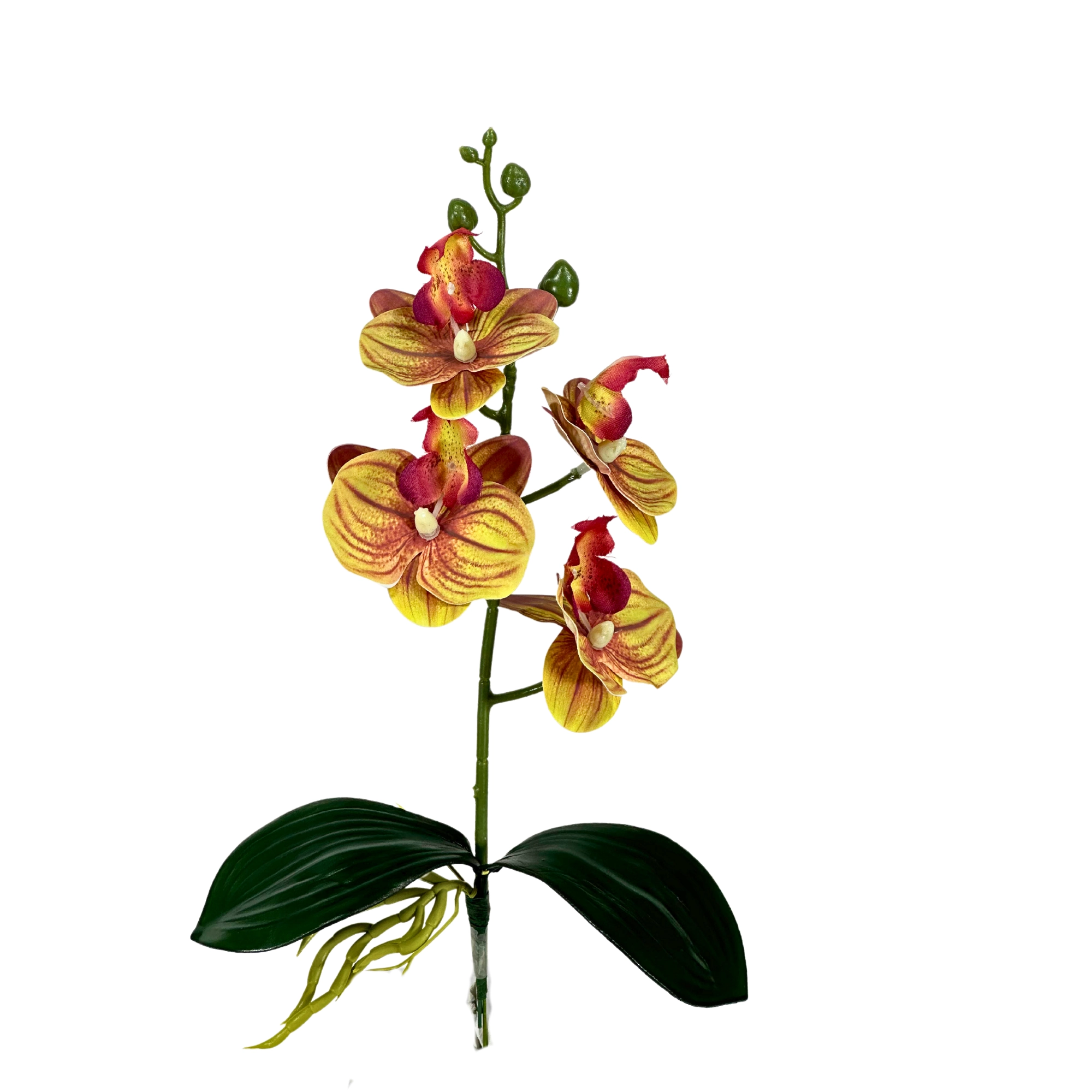 Haste Orquidea Phalaenopsis Raiz X4 39cm 41968vd Bela Flor