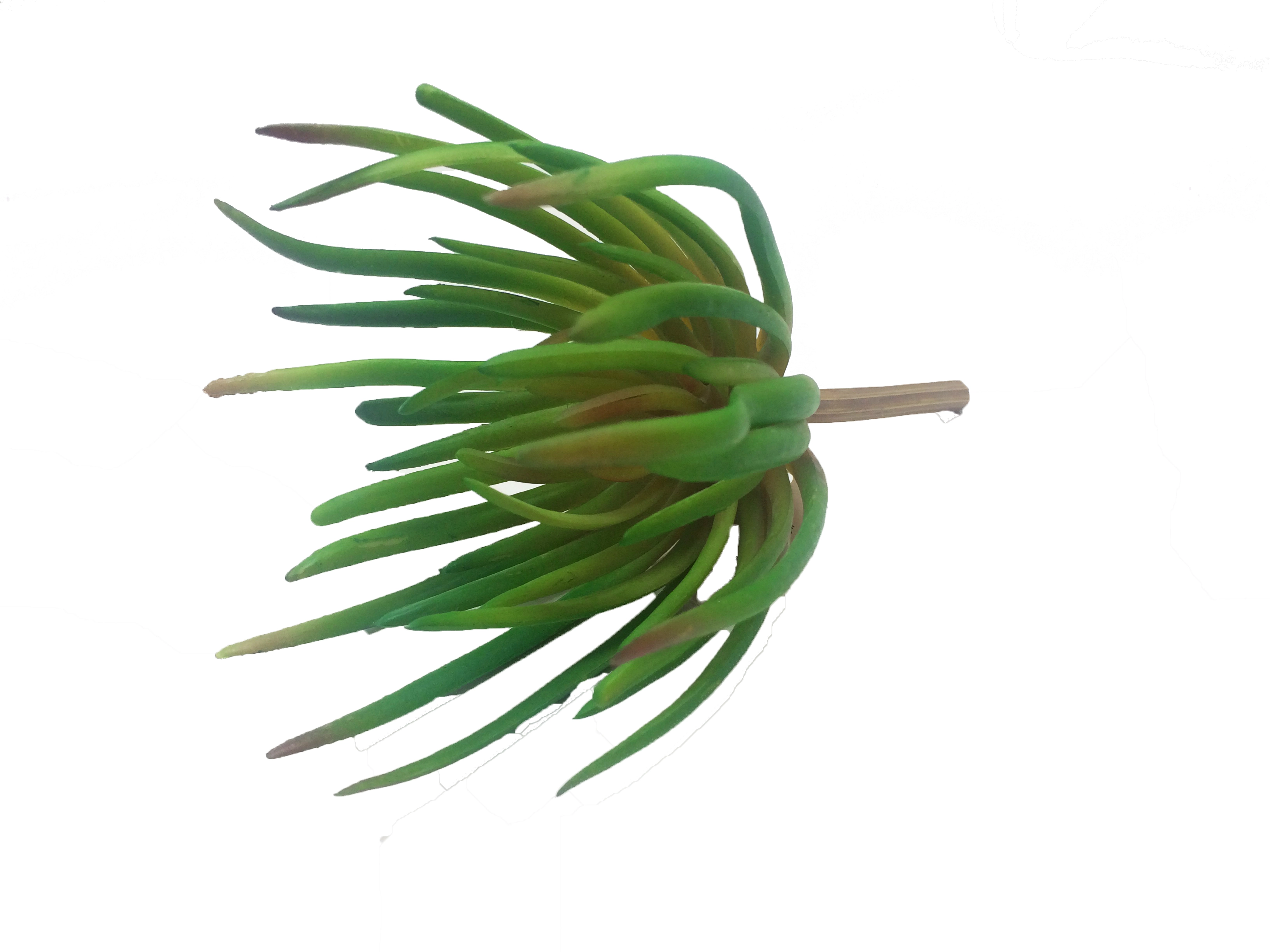 Suculenta Agave W298 59 Winmax