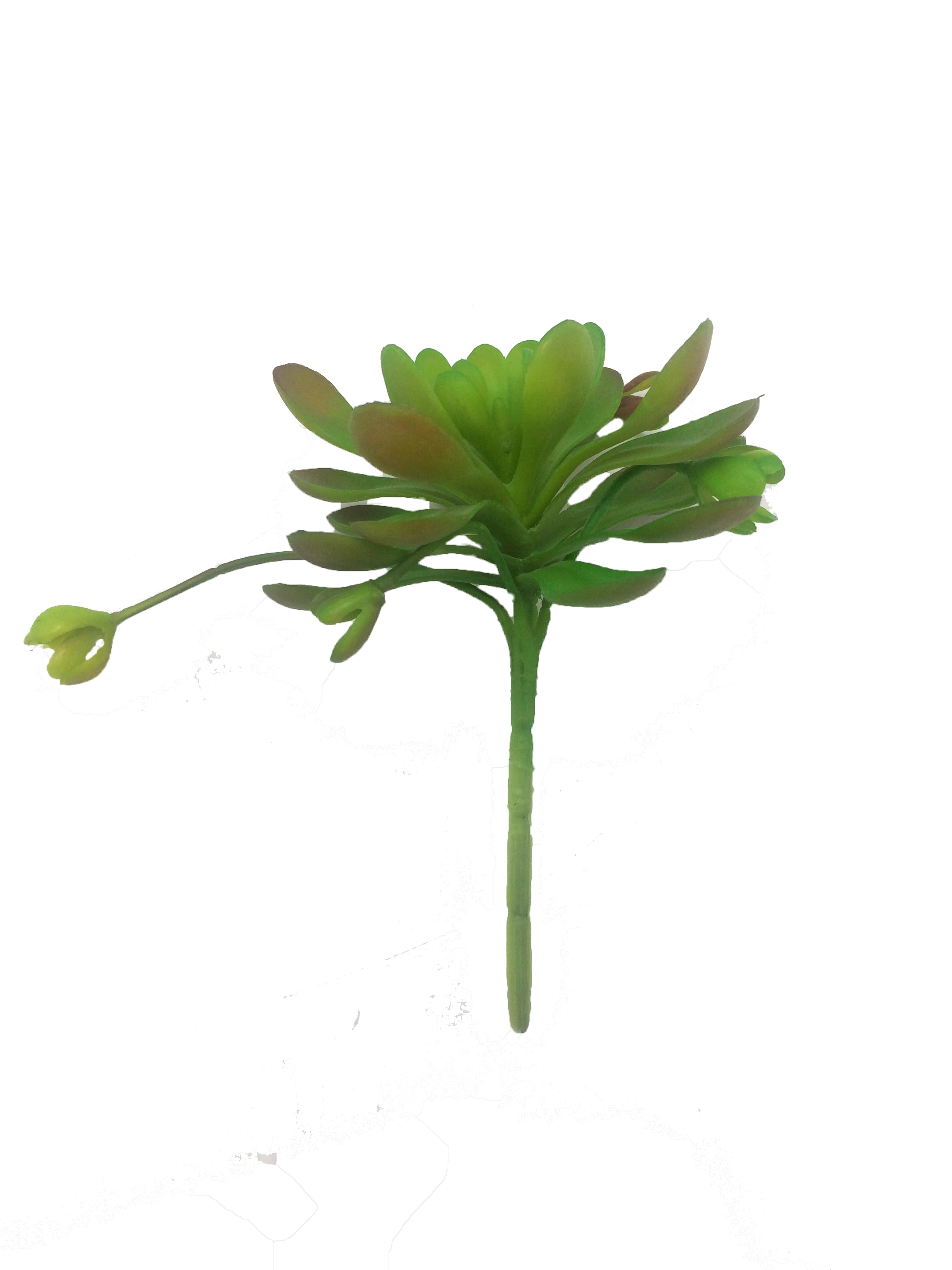 Suculenta Galho M 23cm W298 68 Winmax