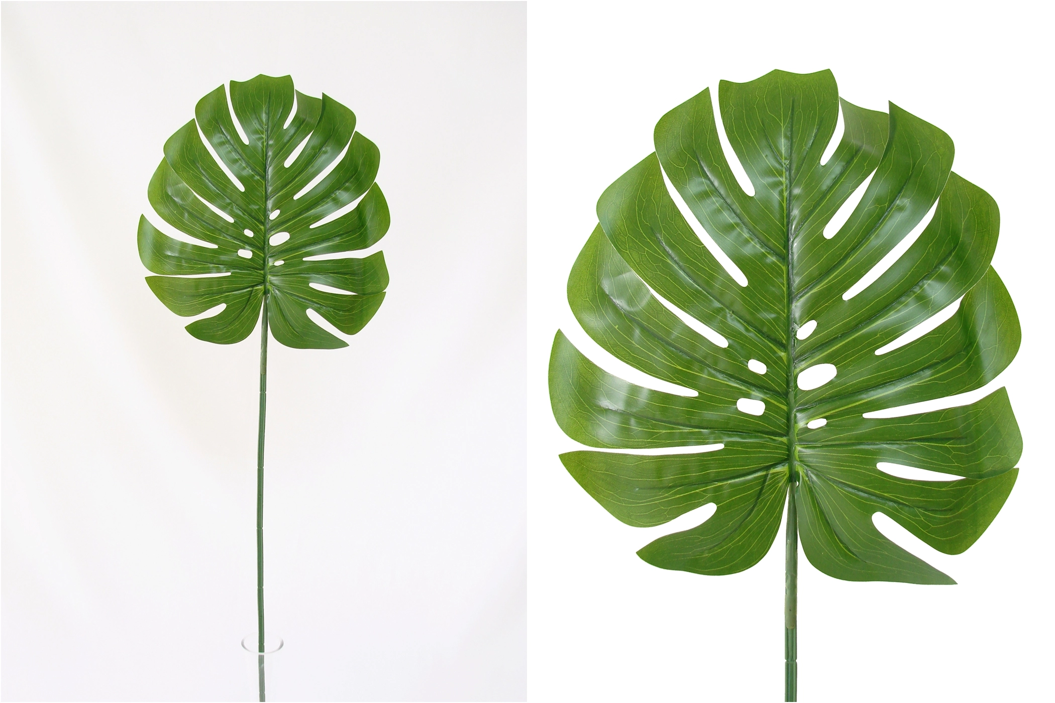 Folha Costela De Adao Toque Natural X