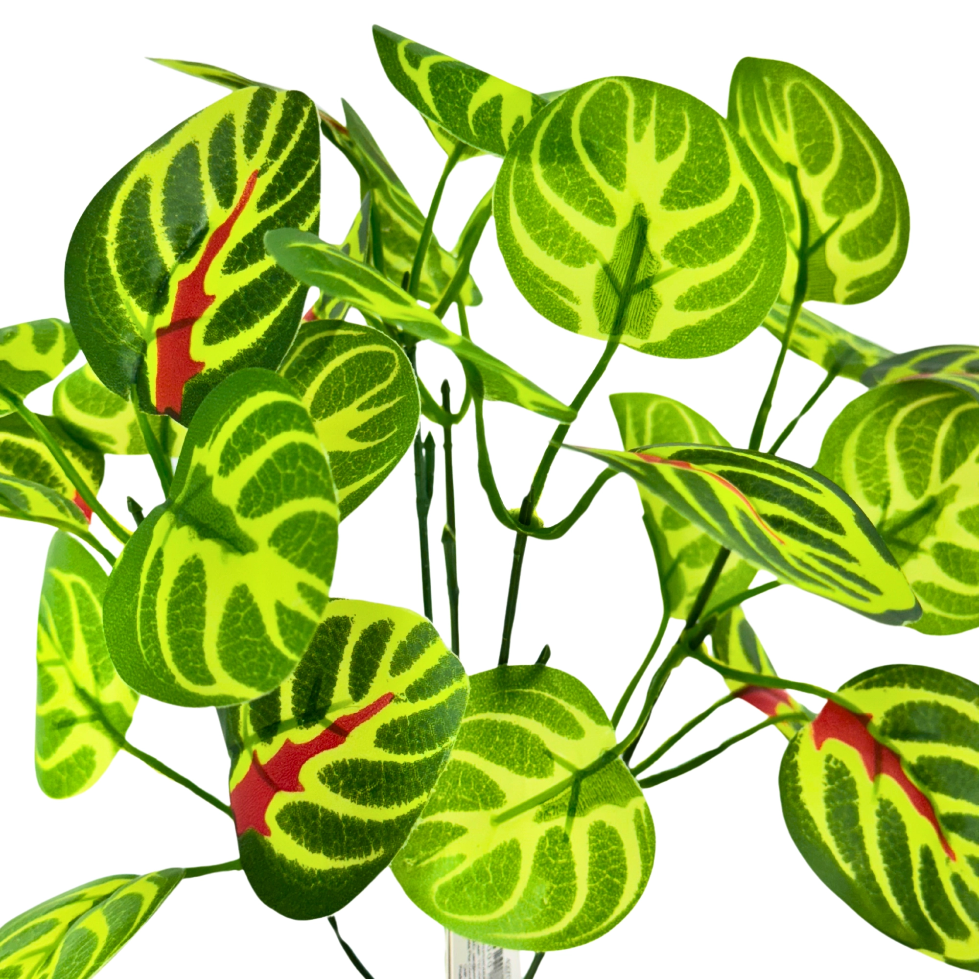 Buque Folha Peperomia X5 34cm 42705 Bela Flor