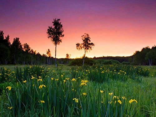 Iris Valley Before The Sunrise Art Print On Canvas 24x16 Inches , Unframed