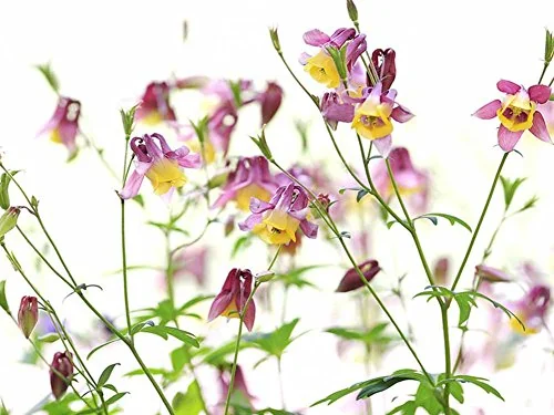 Nature Spring Flower Flowers Art Print On Canvas 24x16 Inches , Unframed