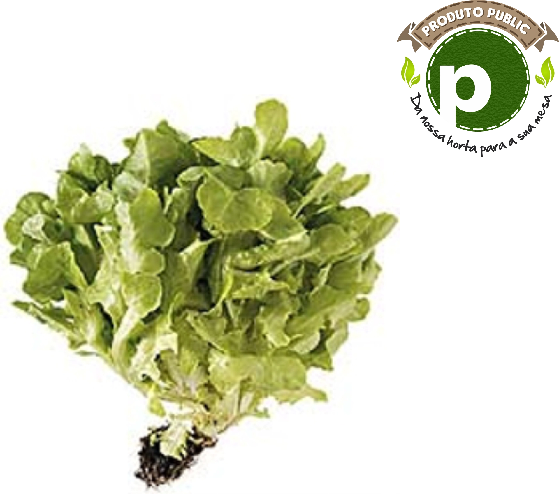 Alface Lisa Hidroponico Und